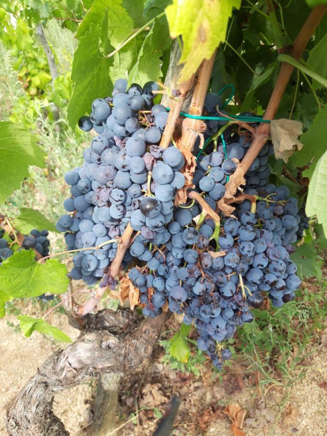 Fumu Ludurru Farm Stay Padru 外观 照片