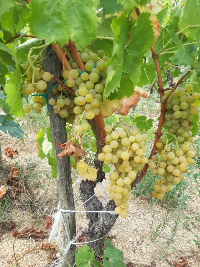 Fumu Ludurru Farm Stay Padru 外观 照片