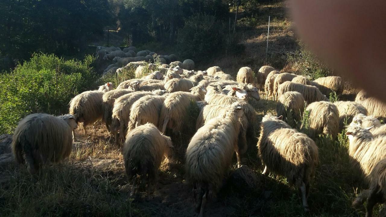 Fumu Ludurru Farm Stay Padru 外观 照片